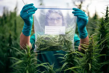Woman with gloved hands holding a packet of cannabis in a field